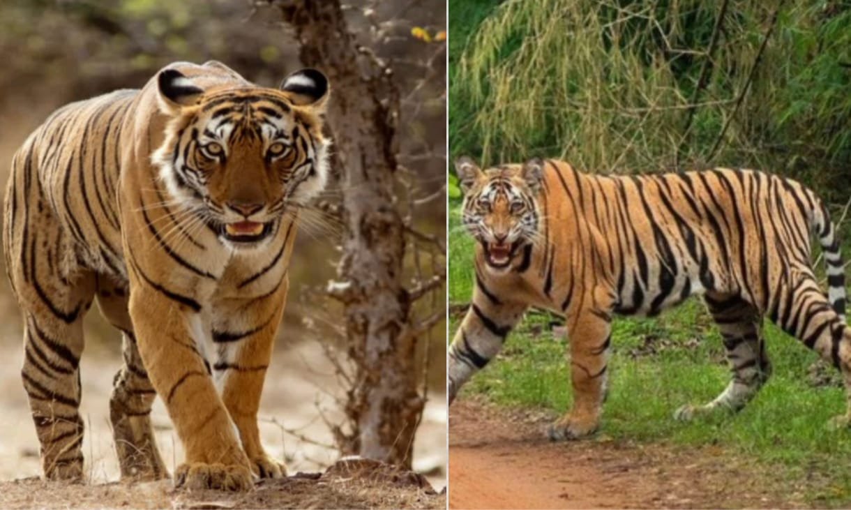 नोराडेही टाइगर रिज़र्व
