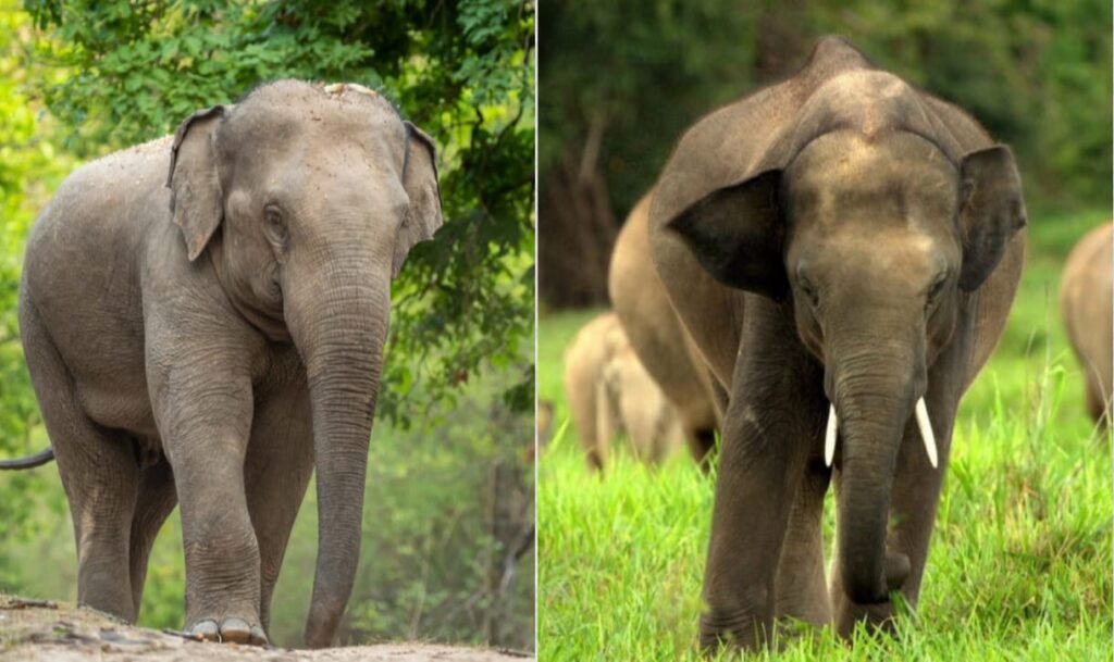 Project Elephant: हाथियों की सुरक्षा, योजनाएँ और मानव-हाथी संघर्ष समाधान 1 Project Elephant