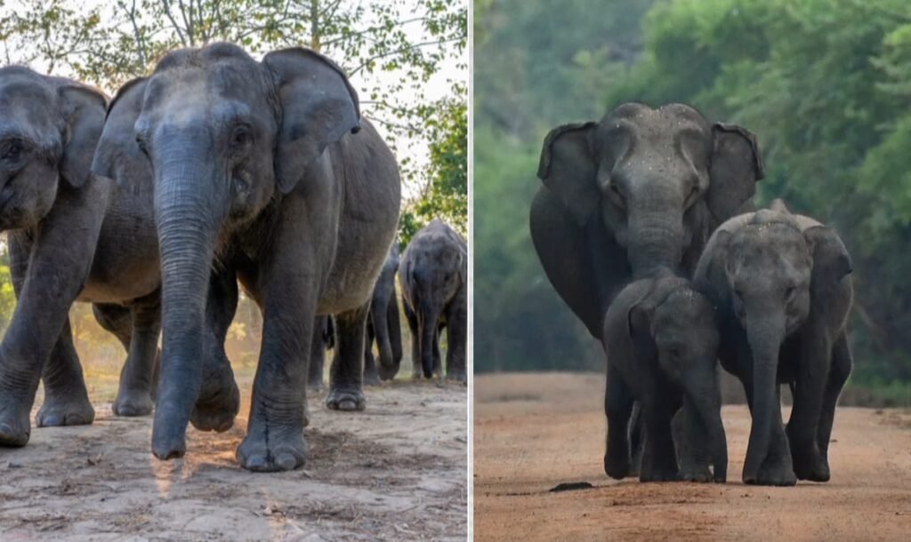 Project Elephant: हाथियों की सुरक्षा, योजनाएँ और मानव-हाथी संघर्ष समाधान 2 Project Elephant