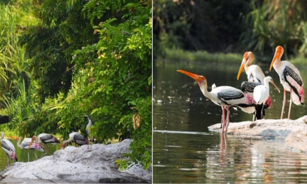 सलीम अली राष्ट्रीय उद्यान 
