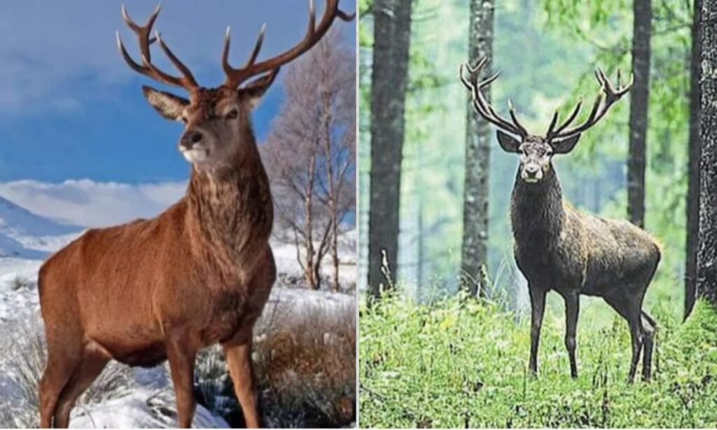 दाचीगाम राष्ट्रीय उद्यान