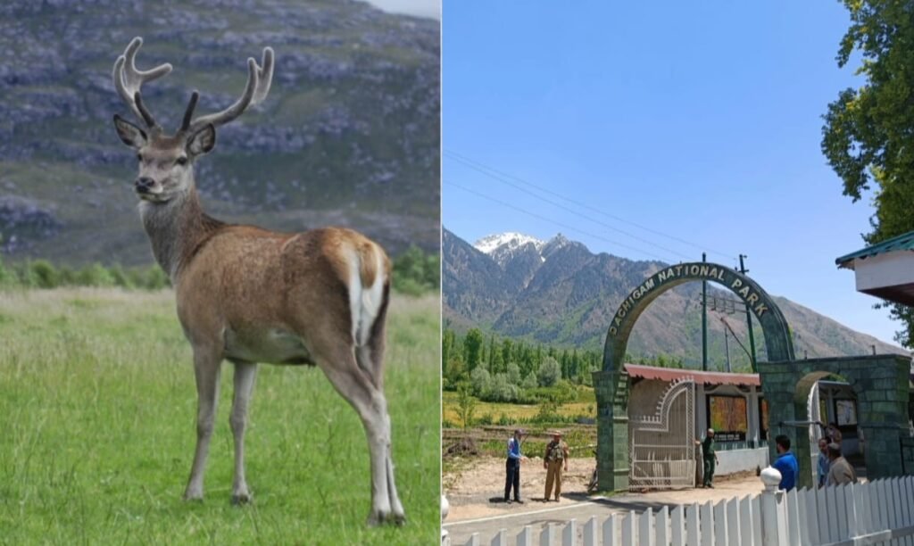 दाचीगाम राष्ट्रीय उद्यान