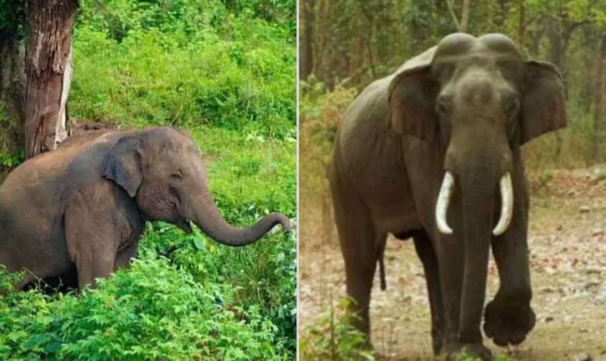 Rayala Elephant Reserve आंध्र प्रदेश