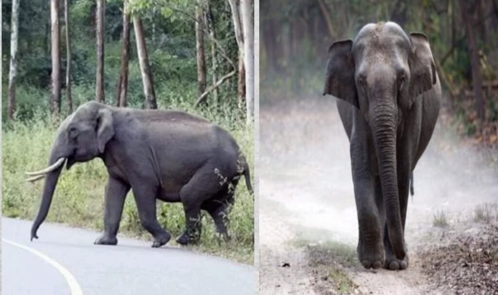 Rayala Elephant Reserve आंध्र प्रदेश