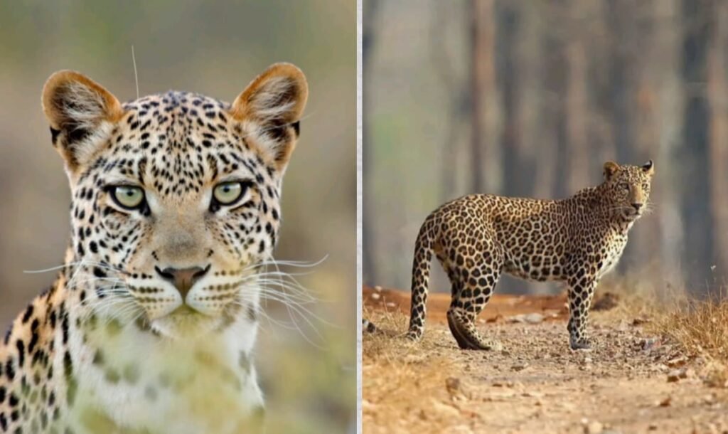 क्लाउडेड लेपर्ड राष्ट्रीय उद्यान