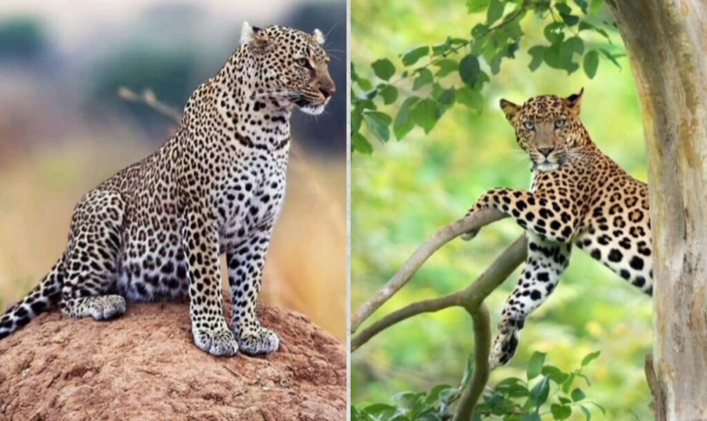 क्लाउडेड लेपर्ड राष्ट्रीय उद्यान