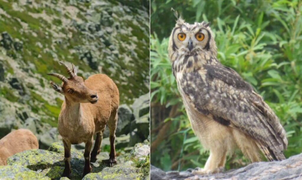 पापीकोंडा राष्ट्रीय उद्यान 