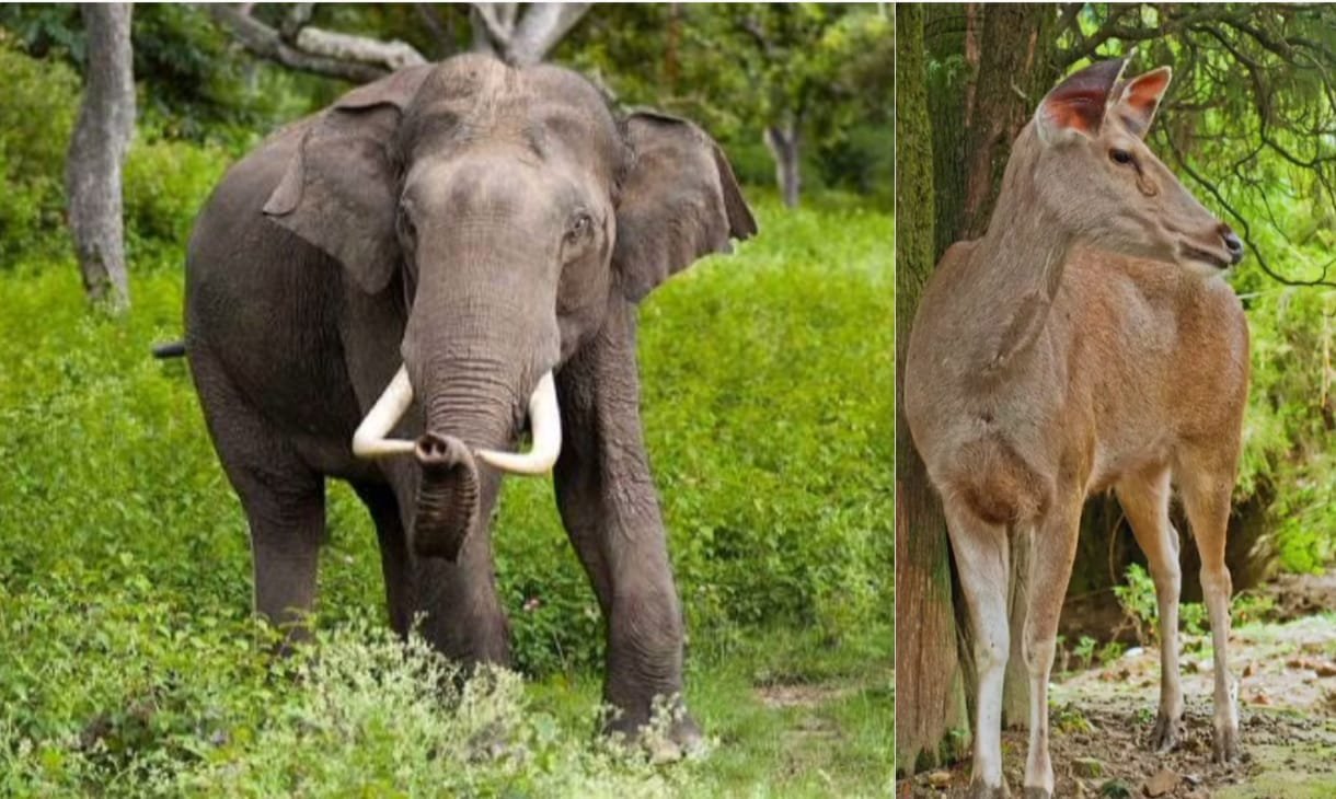 पापीकोंडा राष्ट्रीय उद्यान