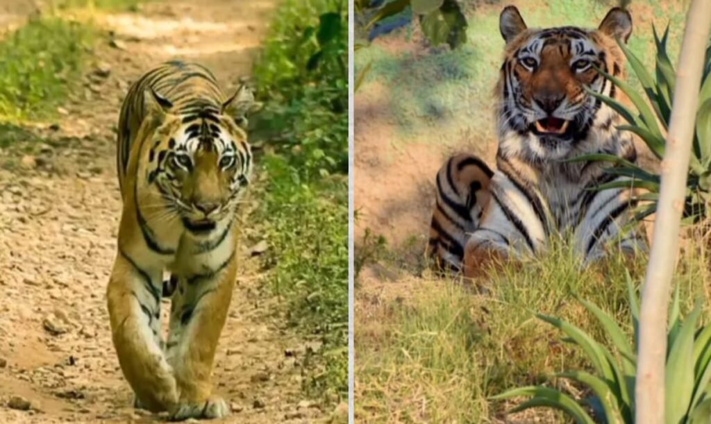 गिंडी राष्ट्रीय उद्यान