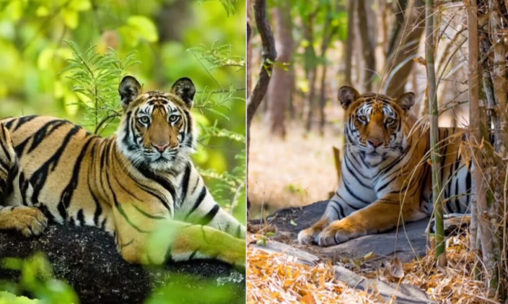 गिंडी राष्ट्रीय उद्यान 