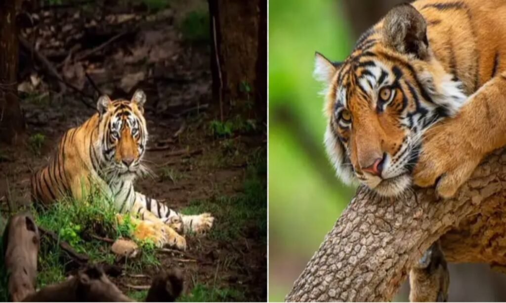 इंदिरा गांधी राष्ट्रीय उद्यान