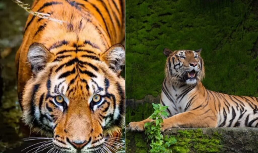 इंदिरा गांधी राष्ट्रीय उद्यान