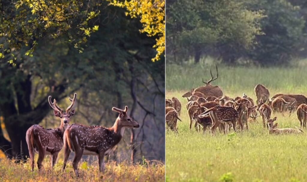 मुकुर्ती राष्ट्रीय उद्यान 