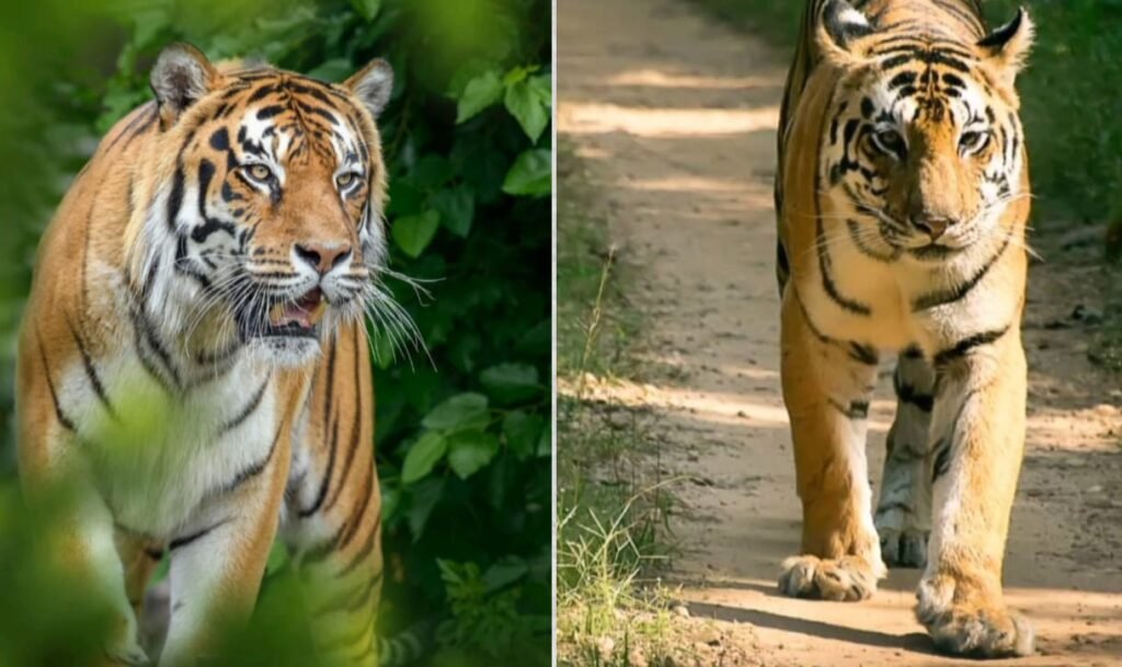 पालनी राष्ट्रीय उद्यान – तमिलनाडु का प्राकृतिक और धार्मिक धरोहर स्थल 1 पालनी राष्ट्रीय उद्यान