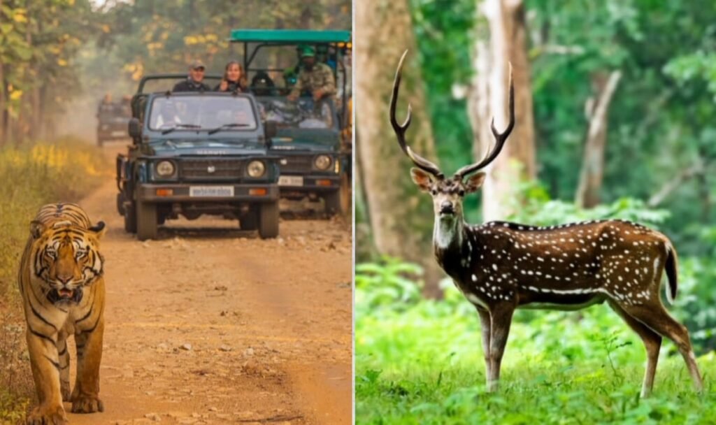 पालनी राष्ट्रीय उद्यान – तमिलनाडु का प्राकृतिक और धार्मिक धरोहर स्थल 2 पालनी राष्ट्रीय उद्यान