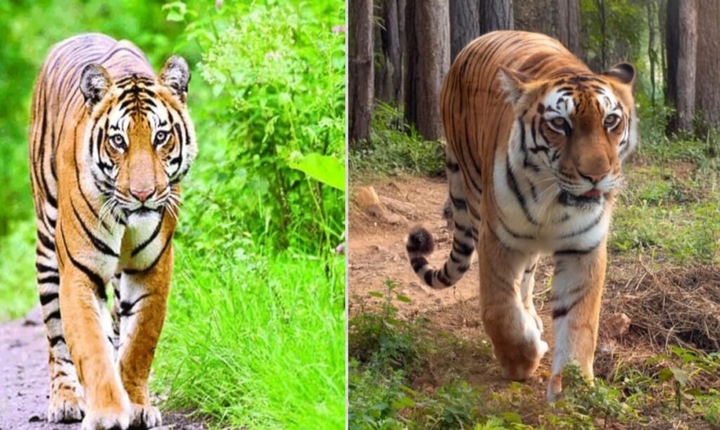 अन्नामुड़ी राष्ट्रीय उद्यान