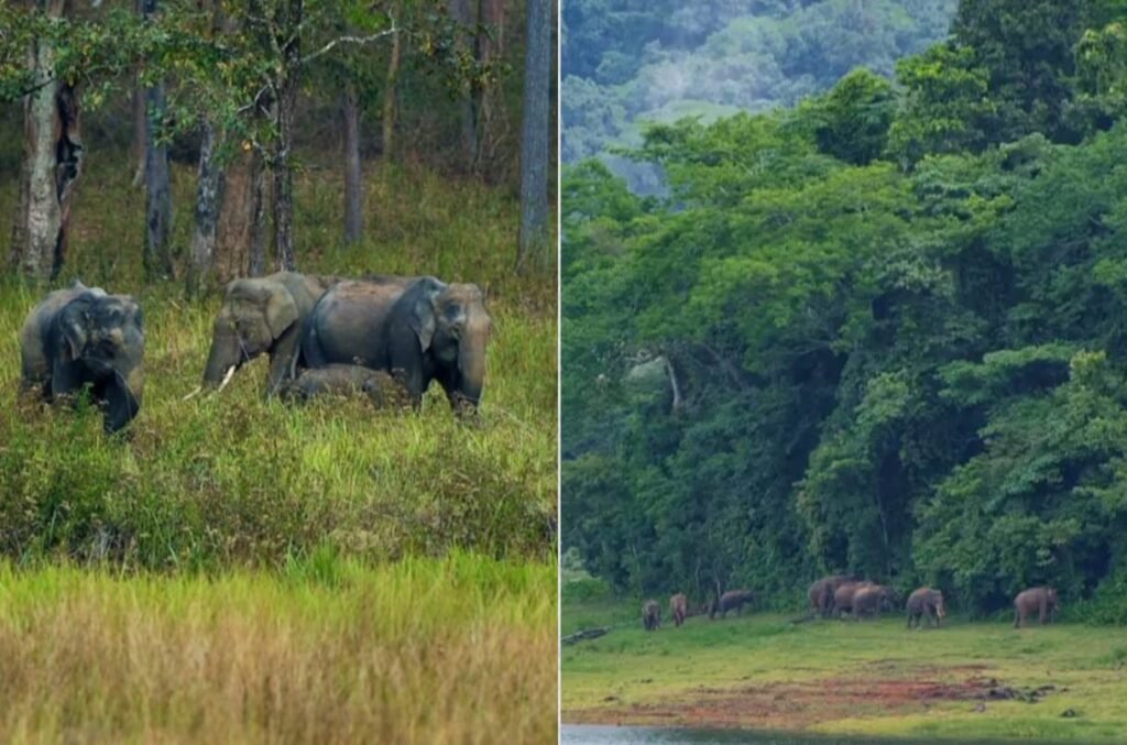 मथिकततन शोला राष्ट्रीय उद्यान