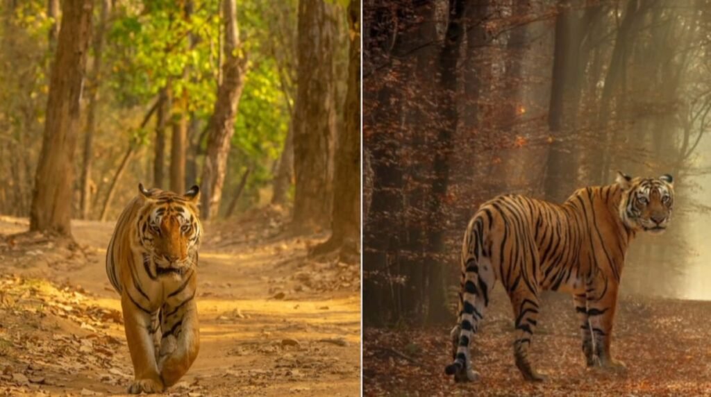 पेरियार राष्ट्रीय उद्यान : घूमने का समय, वन्यजीव, आकर्षण और कैसे पहुँचे 1 पेरियार राष्ट्रीय उद्यान : घूमने का समय, वन्यजीव, आकर्षण और कैसे पहुँचे