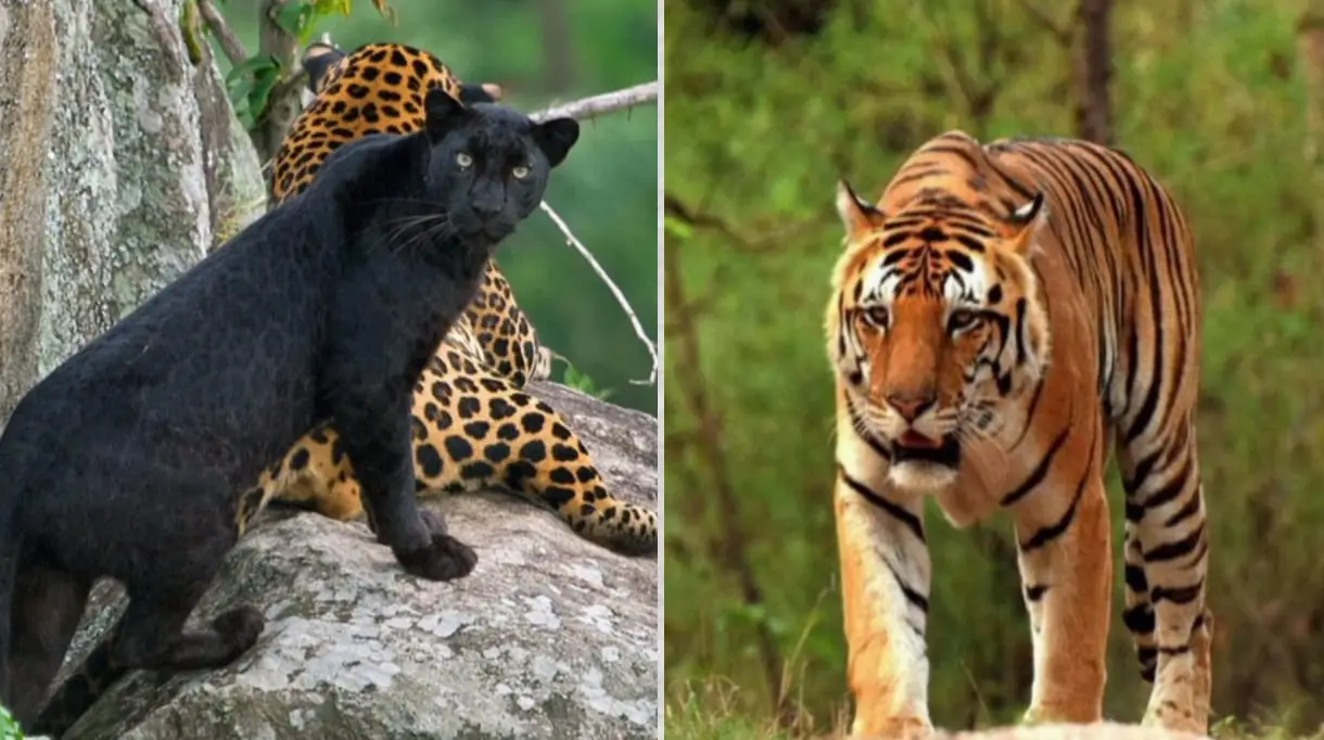 अंशी नेशनल पार्क