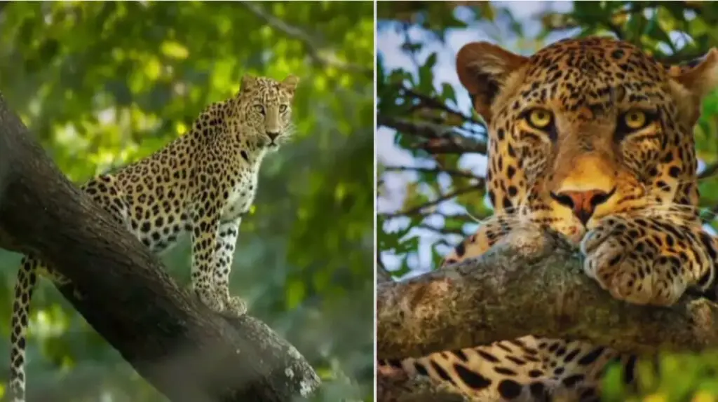 राजीव गाँधी राष्ट्रीय उद्यान – वन्यजीव प्रेमियों और प्रकृति यात्रियों के लिए स्वर्ग 1 राजीव गाँधी राष्ट्रीय उद्यान