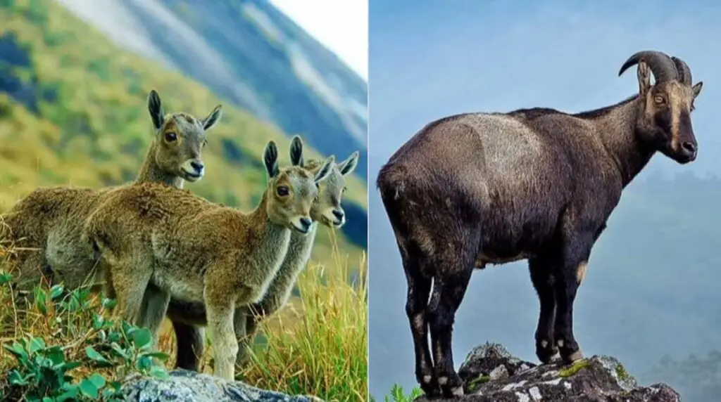 नीलगिरि जैवमंडल आरक्षित क्षेत्र 