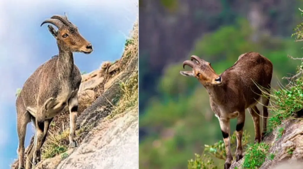 नीलगिरि जैवमंडल आरक्षित क्षेत्र