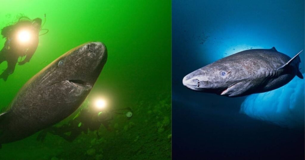ग्रीनलैंड शार्क- 500 साल तक जिंदा रहने वाली रहस्यमयी शार्क