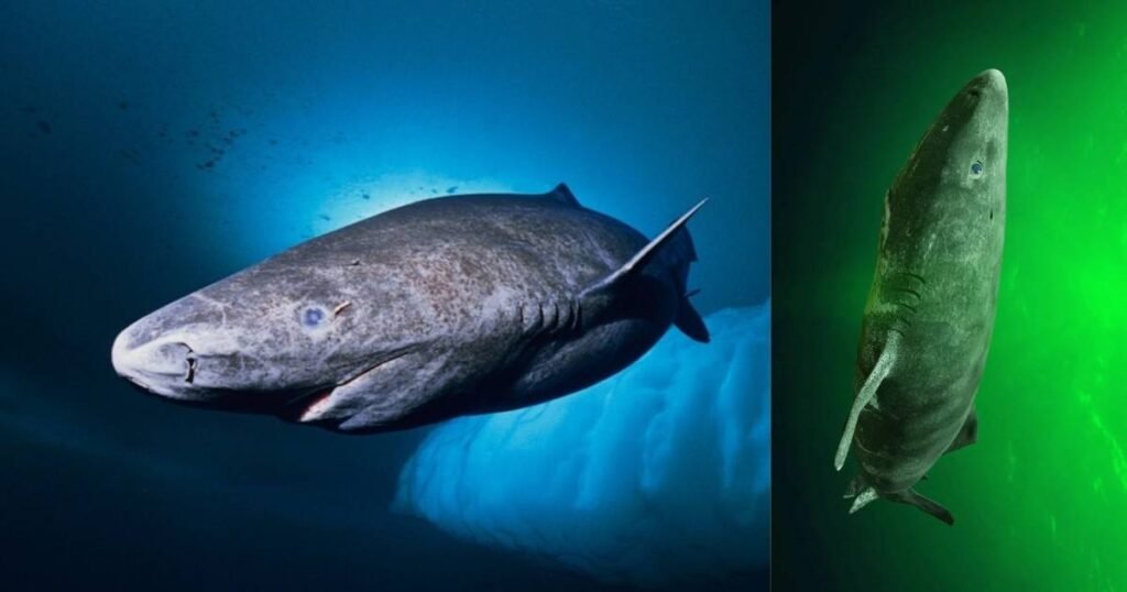 ग्रीनलैंड शार्क- 500 साल तक जिंदा रहने वाली रहस्यमयी शार्क