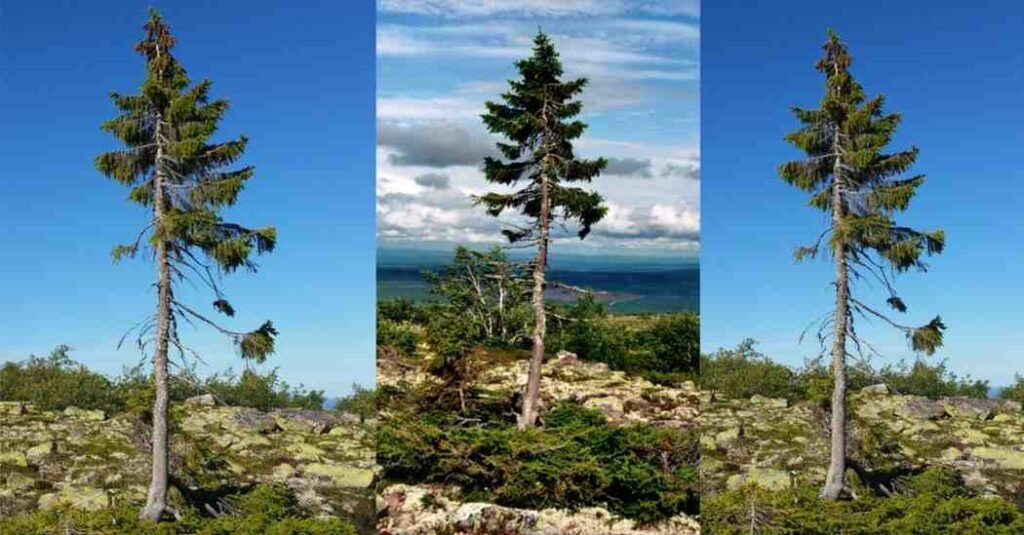 Old Tjikko दुनिया का सबसे पुराना जीवित पेड़ जिसकी उम्र है 9,560 साल