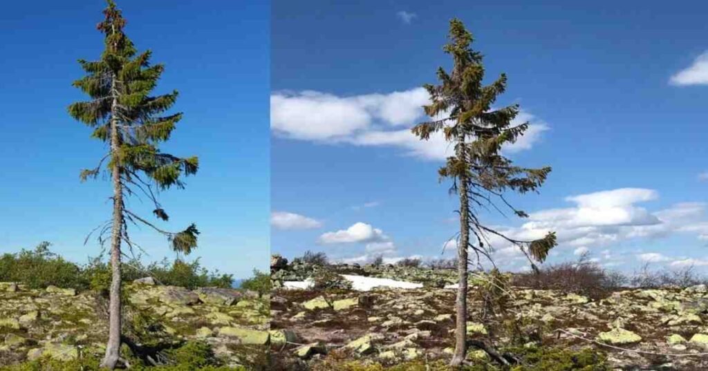 Old Tjikko दुनिया का सबसे पुराना जीवित पेड़ जिसकी उम्र है 9,560 साल