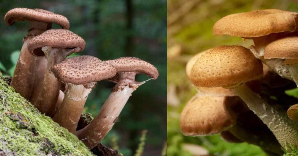 Armillaria Ostoyae- जानिए दुनिया के सबसे बड़े जीव की रहस्यमयी कहानी