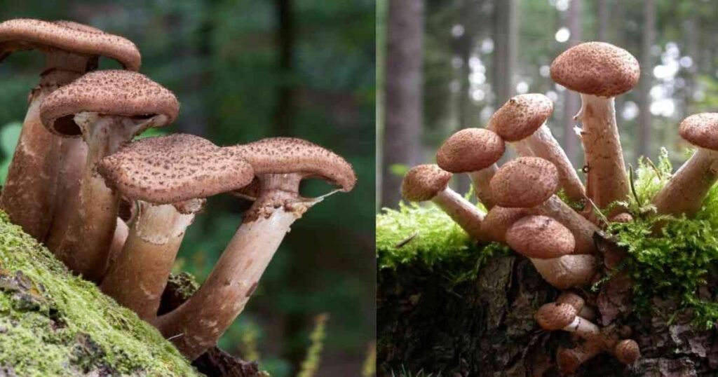 Armillaria Ostoyae- जानिए दुनिया के सबसे बड़े जीव की रहस्यमयी कहानी