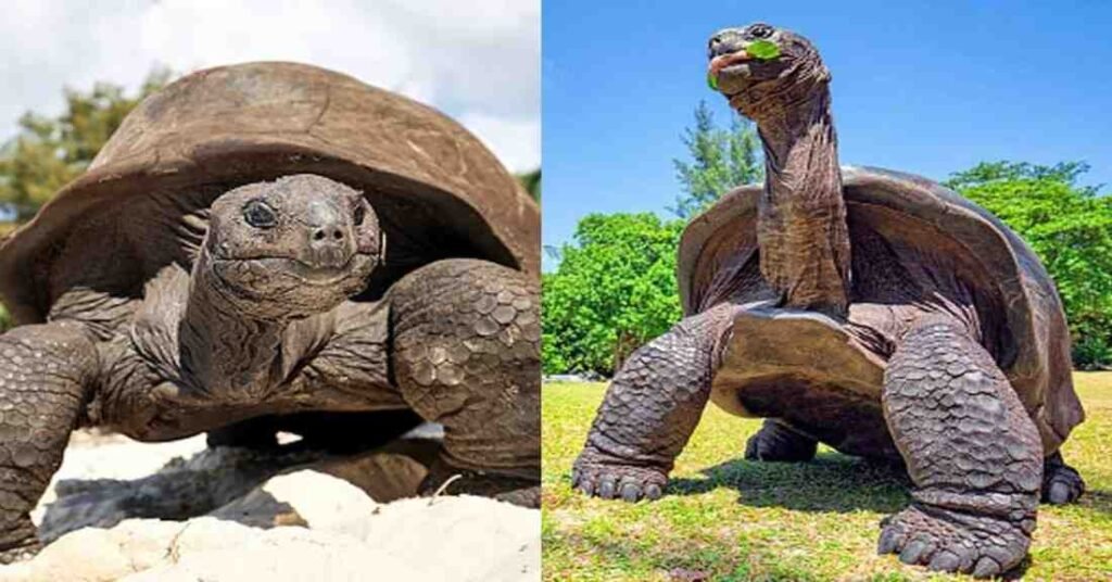 जोनाथन कछुआ – 1832 से अब तक ज़िंदा इतिहास, जानिए इसका रहस्य