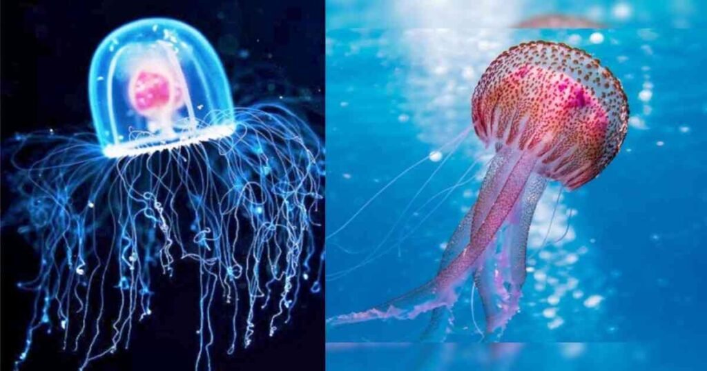 इम्मोर्टल जेलीफ़िश – क्या सच में अमर है ये समुद्री जीव?