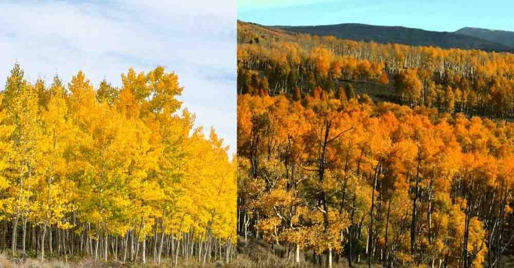 Pando Forest: 80,000 साल पुराना जंगल जो असल में एक ही पेड़ है!