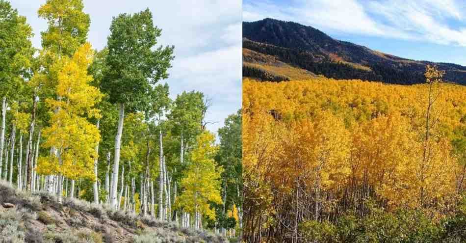 Pando Forest: 80,000 साल पुराना जंगल जो असल में एक ही पेड़ है!