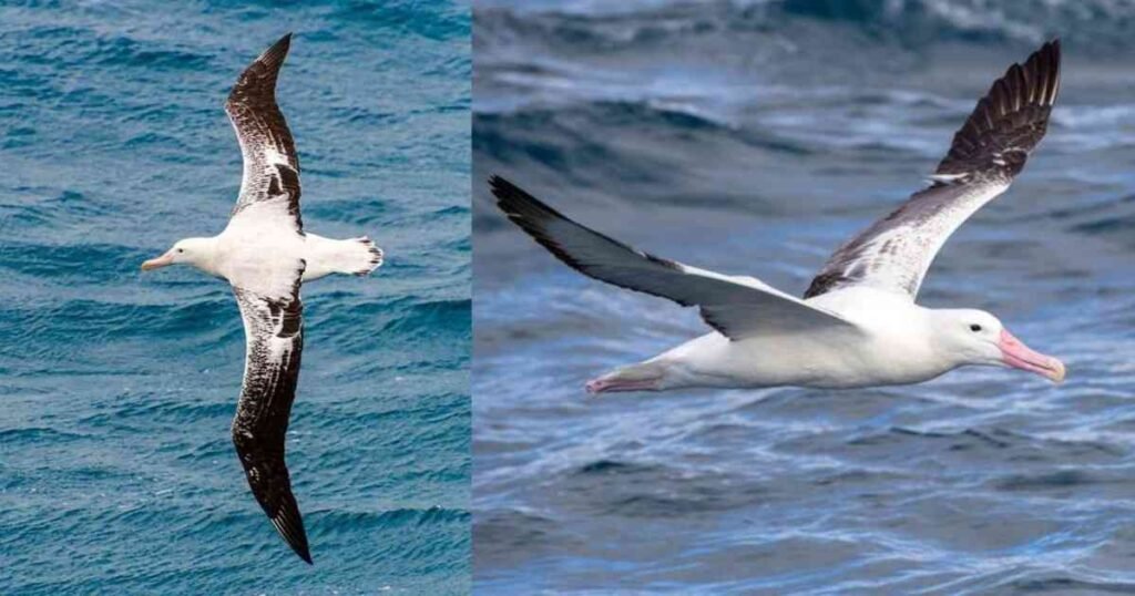 अल्बाट्रॉस पक्षी – 10,000 किलोमीटर की उड़ान से दुनिया को चौंकाने वाला पक्षी