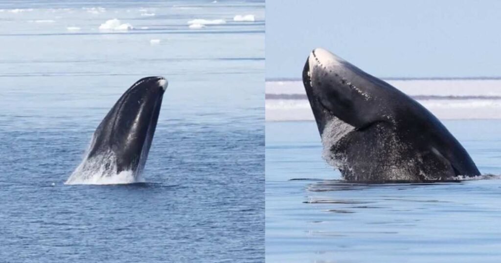 Bowhead Whale: बर्फीले समुद्र की वो व्हेल जो दो सदियों तक जिंदा रहती है