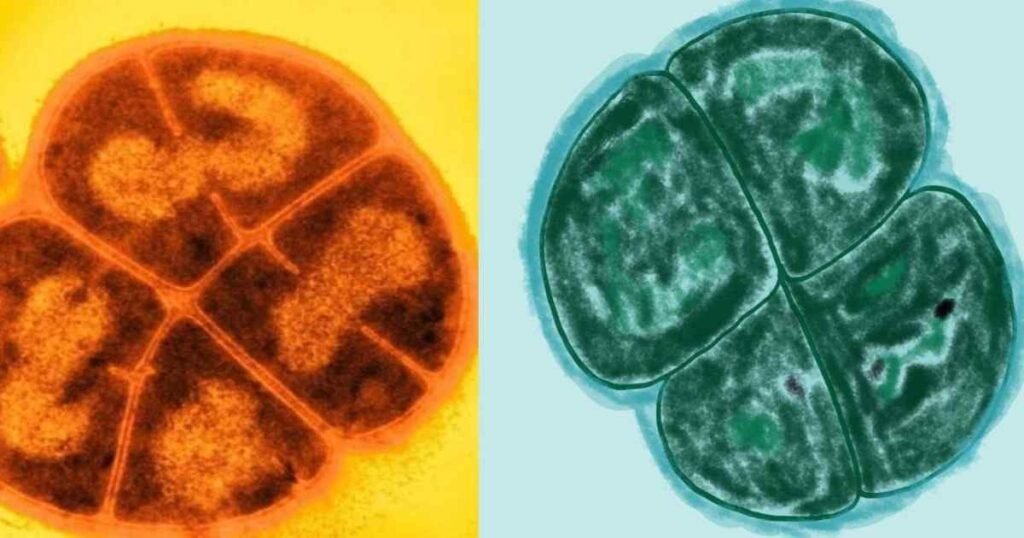 Deinococcus radiodurans – रेडिएशन से जंग जीतने वाला पृथ्वी का अमर बैक्टीरिया
