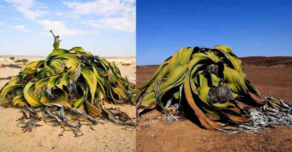 Welwitschia Mirabilis: नामीबिया का अमर पौधा जो 2000 साल तक जीवित रहता है