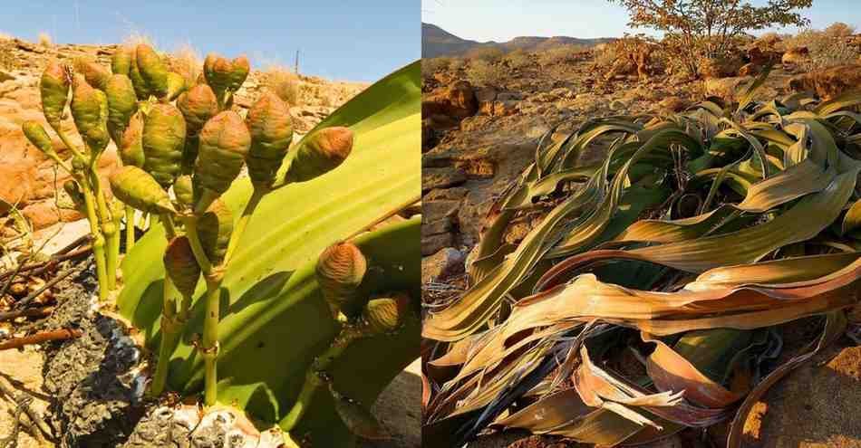 Welwitschia Mirabilis: नामीबिया का अमर पौधा जो 2000 साल तक जीवित रहता है
