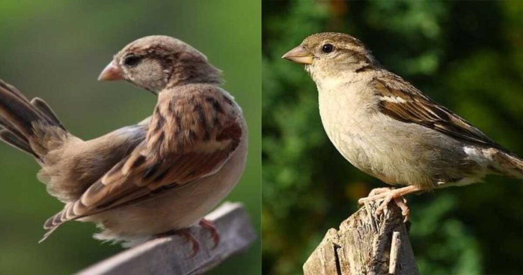 गौरैया क्यों हो रही है गायब? प्रमुख कारण, समाधान और संरक्षण उपाय