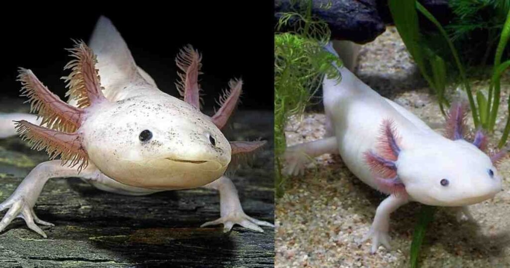 Axolotl: कैसे यह जीव अपने अंग दोबारा उगा लेता है?