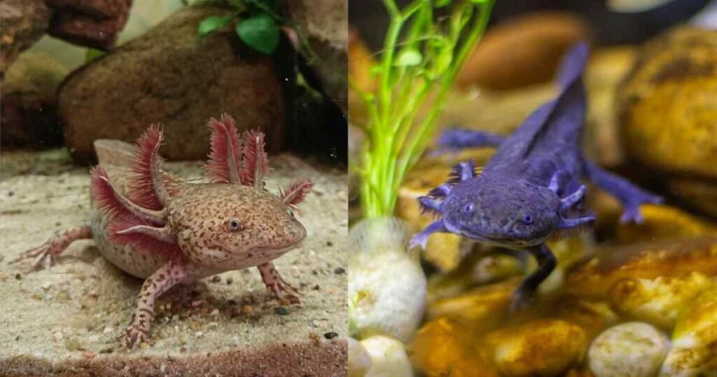 Axolotl: कैसे यह जीव अपने अंग दोबारा उगा लेता है?