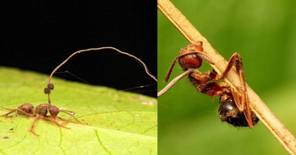 Zombie Ant Fungus: क्या इंसानों के लिए भी खतरा हो सकता है? जानिए सच