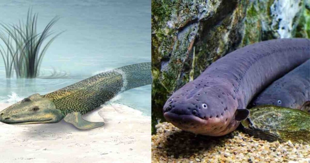 Lungfish धरती और पानी दोनों पर जीवित रहने वाली चमत्कारी मछली