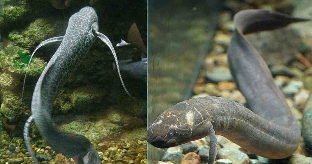 Lungfish धरती और पानी दोनों पर जीवित रहने वाली चमत्कारी मछली