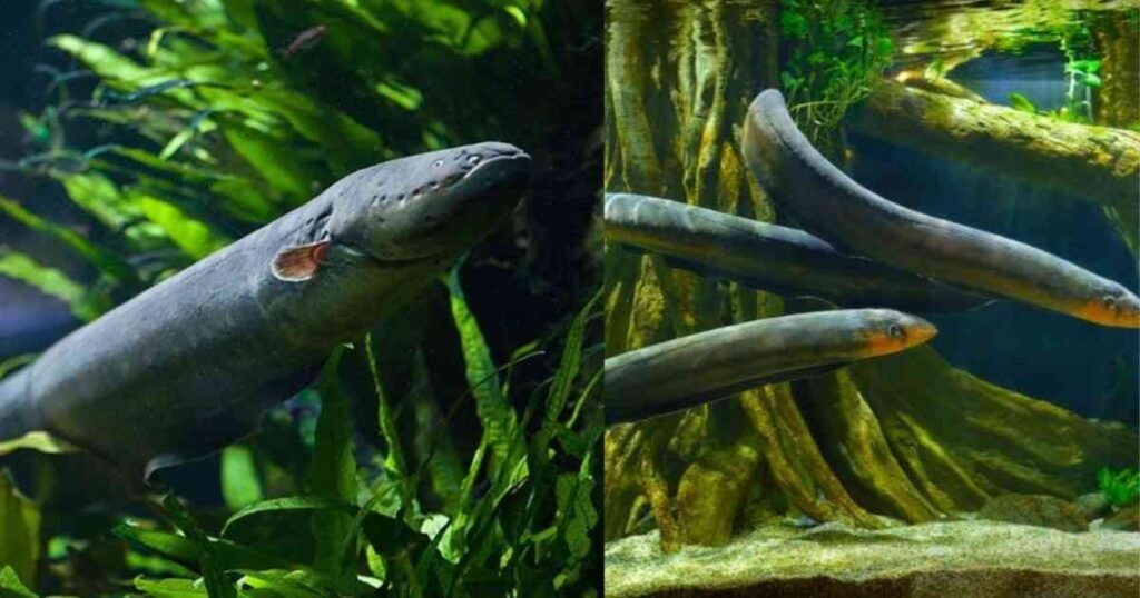 Electric Eel: 600 वोल्ट बिजली बनाने वाली मछली का रहस्य