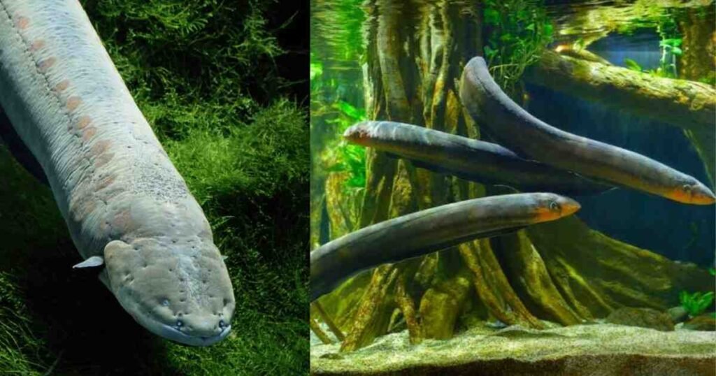 Electric Eel: 600 वोल्ट बिजली बनाने वाली मछली का रहस्य