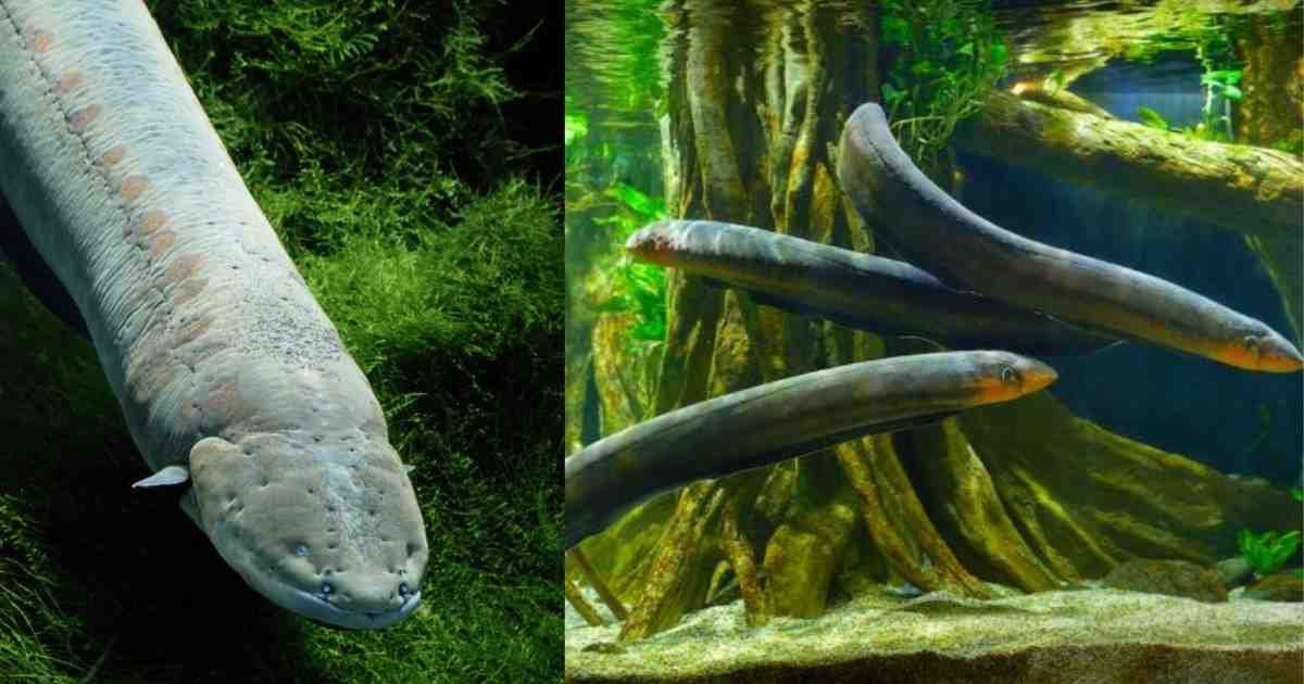 Electric Eel: 600 वोल्ट बिजली बनाने वाली मछली का रहस्य